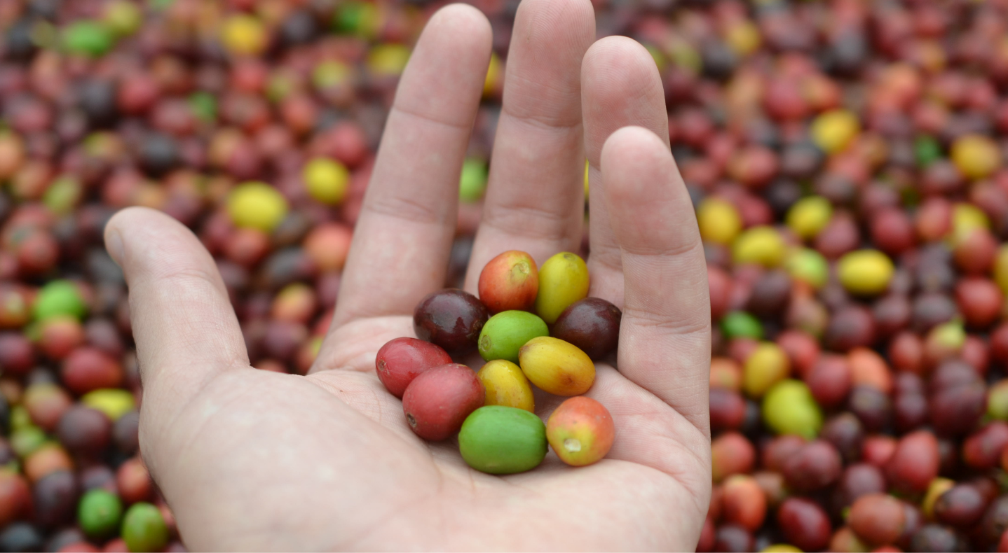 Café Fazenda Camocim