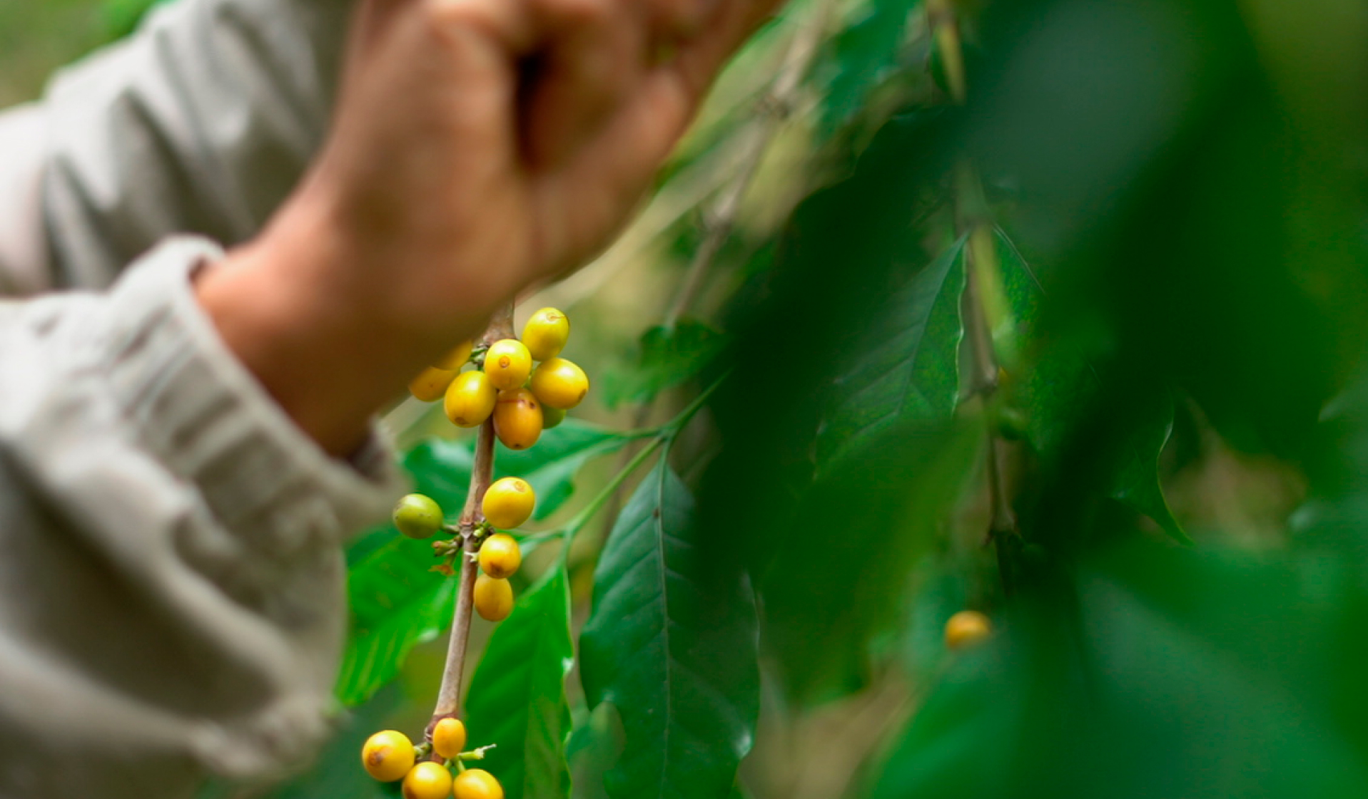 café no Pé na Fazenda Camocim - Pedra Azul