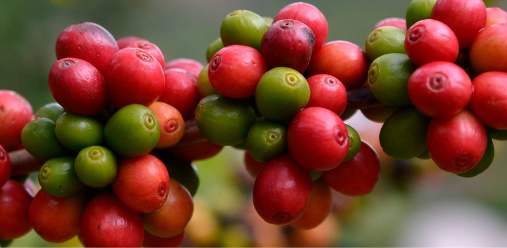 café FRazenda Camocim ES