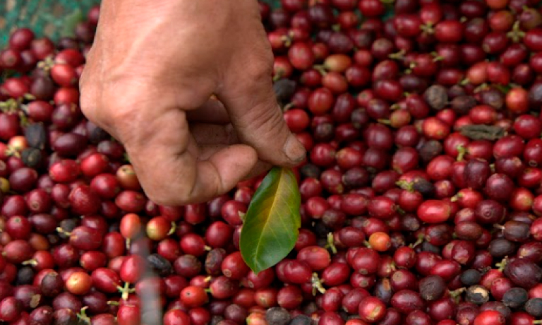 cafe-especial-biodinamico