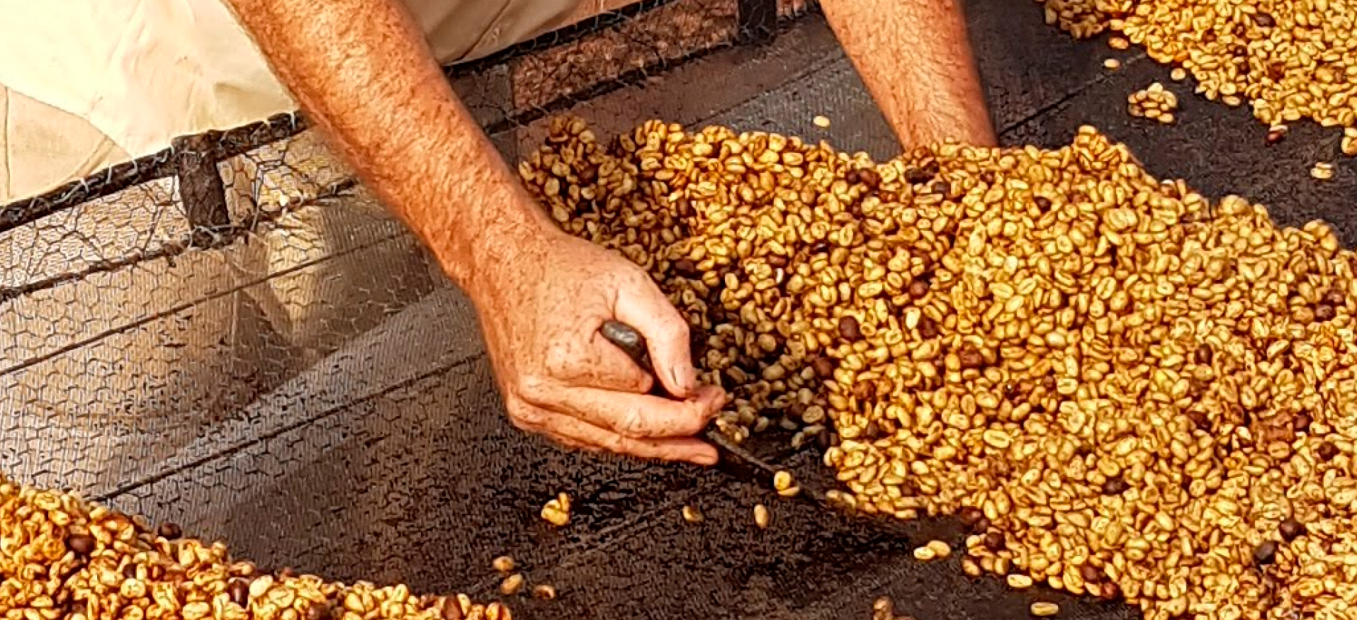 cafe-secando-pedra-azul