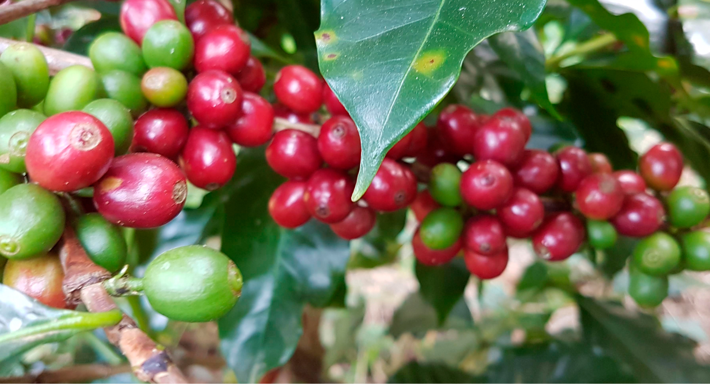 cafe-sustentabilidade-fazenda-camcoim