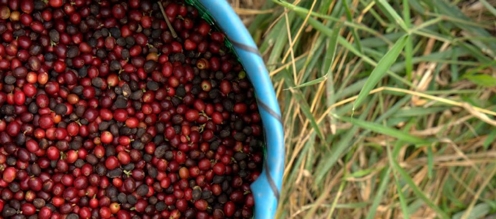 fazenda-camocim-seca-cafe