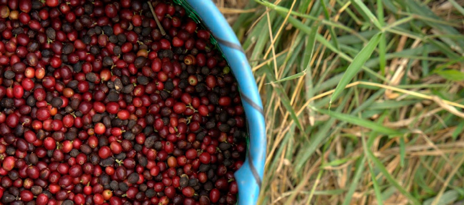 fazenda-camocim-seca-cafe