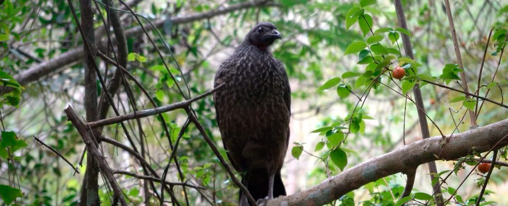 jacu-coffe-camcoim-organic