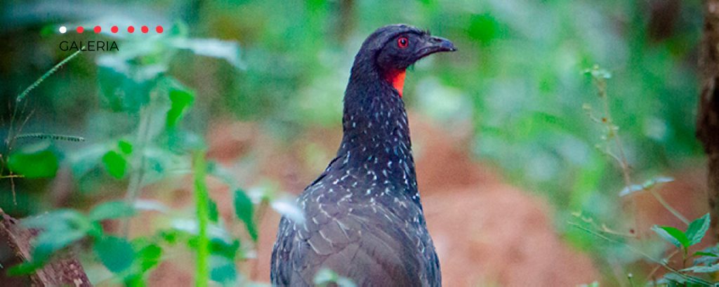 pasaro-jacu-fazenda-camcoim2
